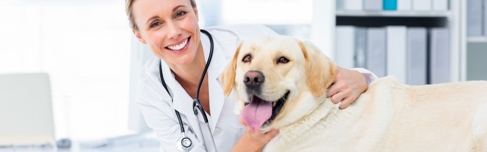 Veterinarian examining dog