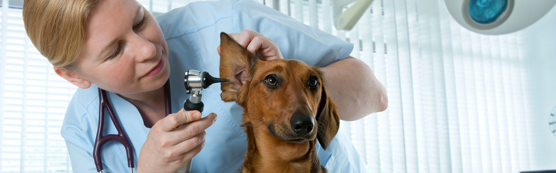 Veterinary doctor examining dog ear