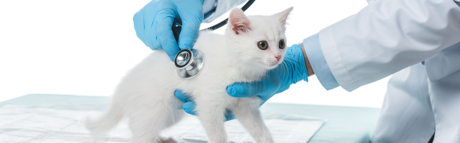 Veterinarian examining kitten