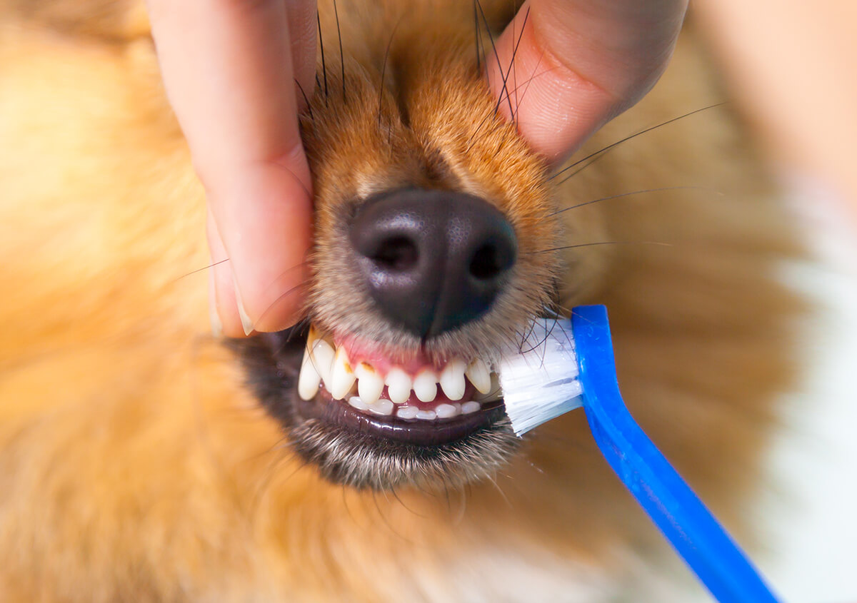 Dog Teeth Cleaning in Jacksonville FL Area