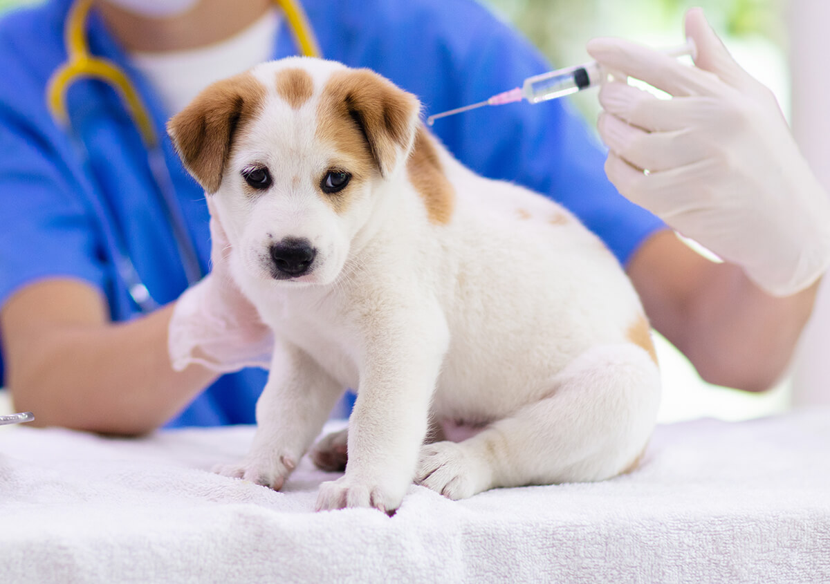 Risks of Not Vaccinating Your Pet in Jacksonville FL Area